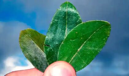 “La Sagrada Hoja de Coca”
