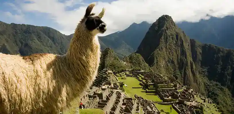 Llama en Machu Picchu Waman Adventures