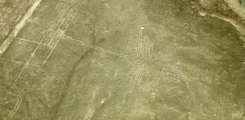 colibrí