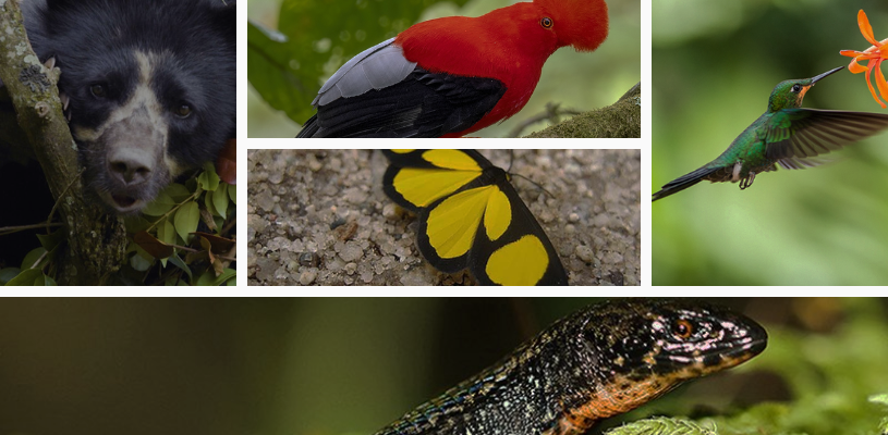 Fauna y flora en la caminata a la ciudadela de Machu Picchu. 
