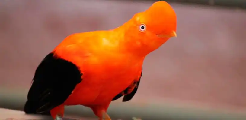 Gallito de las rocas