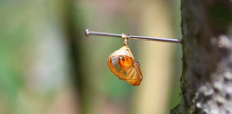 El Mariposario