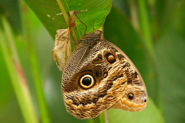 El Mariposario de Machu Picchu El Mariposario de Machu Picchu