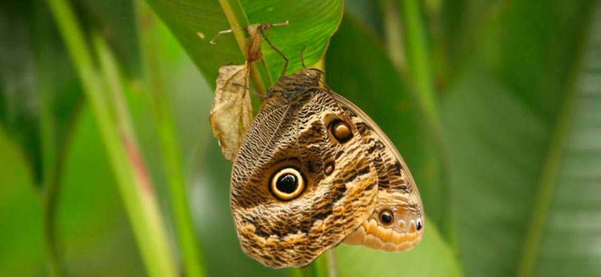 El Mariposario de Machu Picchu