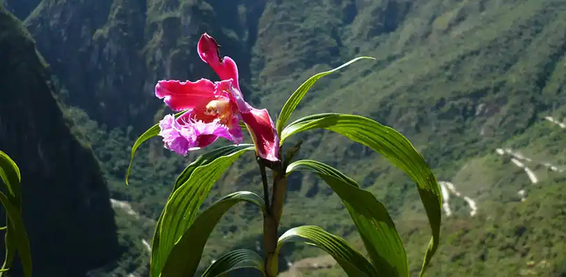Orquídeas en Machu Picchu