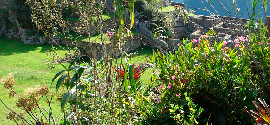 Orquideas en Machu Picchu Waman Adventures 2