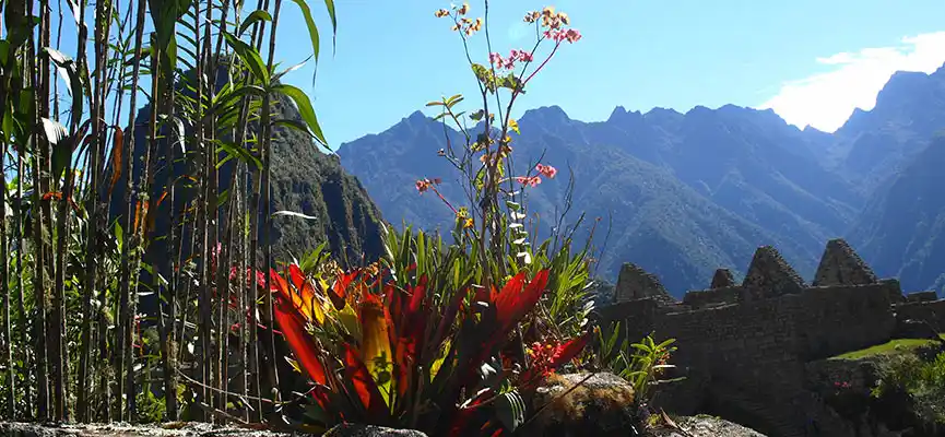 Orquídeas en Machu Picchu