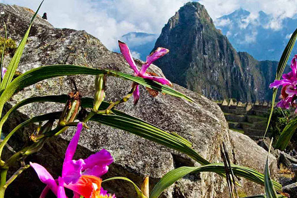 Las hermosas Orquídeas en Machu Picchu
