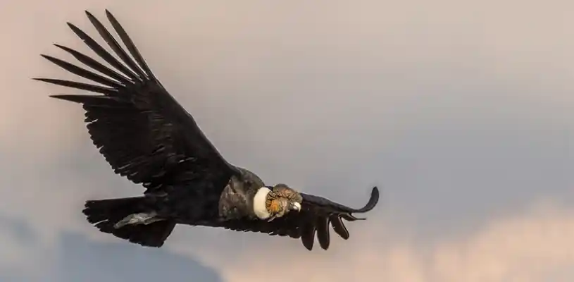 condor andino
