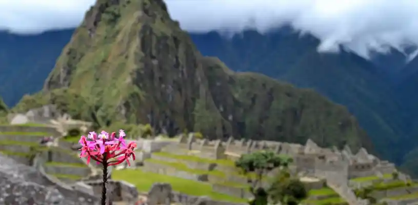 Orquideas en machupicchu-Waman Adventures