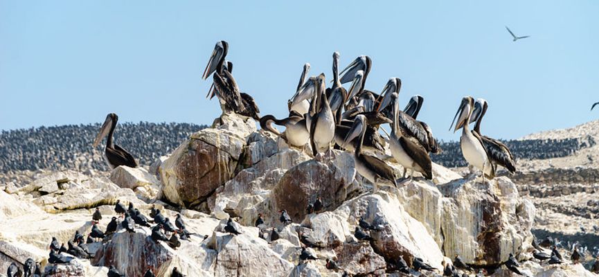 isla ballestas