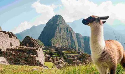 Las Alpacas en el Perú