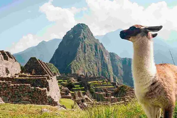 Las Alpacas en el Perú Las Alpacas en el Perú
