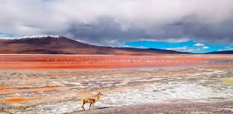 Laguna colorada, Bolivia