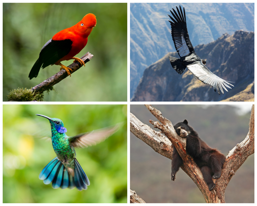 Fauna de Choquequirao