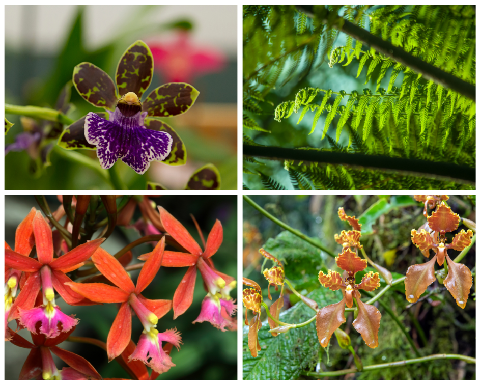 Flora de Choquequirao