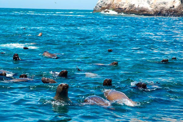 Las Maravillosas Islas Palomino Las Maravillosas Islas Palomino