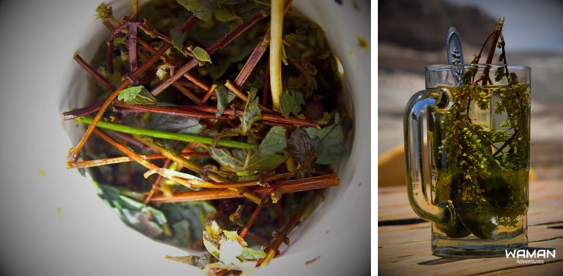 la muña en planta y usada como planta medicinal en una taza de vidrio