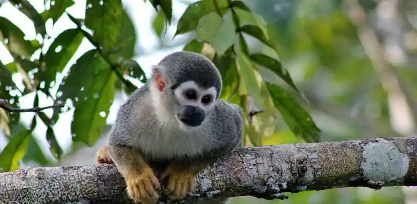 Paisaje de la Amazonía ecuatoriana para turismo de naturaleza