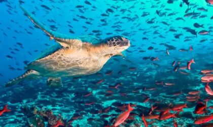ISLAS GALÁPAGOS – UN DESTINO INCREÍBLE EN ECUADOR ISLAS GALÁPAGOS – UN DESTINO INCREÍBLE EN ECUADOR