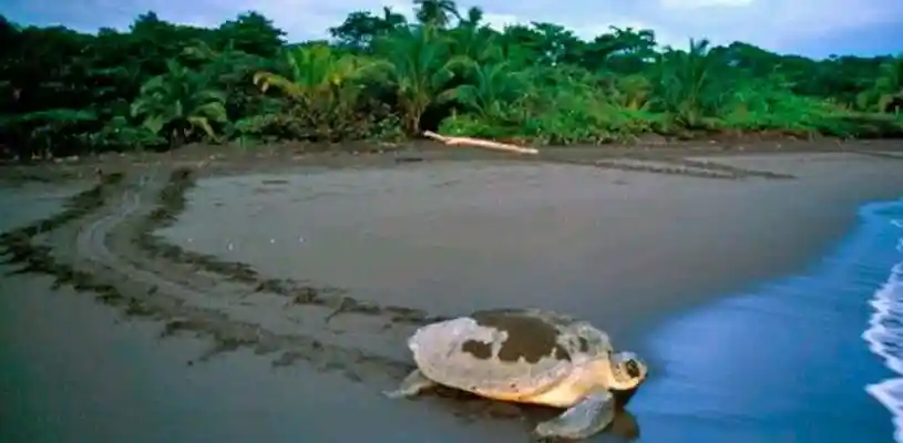 Parque Nacional Tortuguero 1