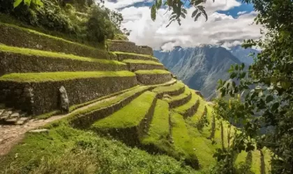 Explore the Magic of Inca Trail Flora: Top 5 Breathtaking Species