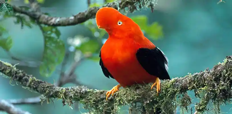 Conoce las 10 aves más representativas del Perú