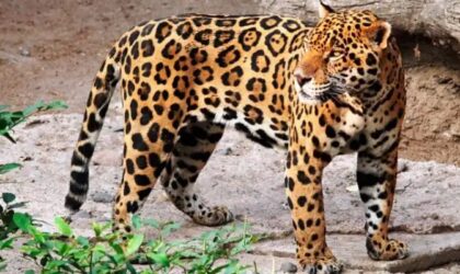 PARQUE NACIONAL AMBORÓ – OBRA MAESTRA DE LA NATURALEZA PARQUE NACIONAL AMBORÓ – OBRA MAESTRA DE LA NATURALEZA