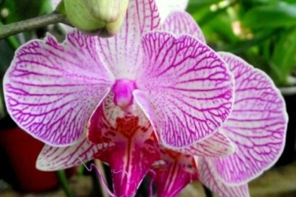 ¿Qué se protege en el Parque Nacional de Cutervo? ¿Qué se protege en el Parque Nacional de Cutervo?