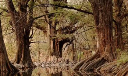 DESCUBRE EL PARAÍSO SECRETO DE GUANAJUATO – LAS MUSAS DESCUBRE EL PARAÍSO SECRETO DE GUANAJUATO – LAS MUSAS