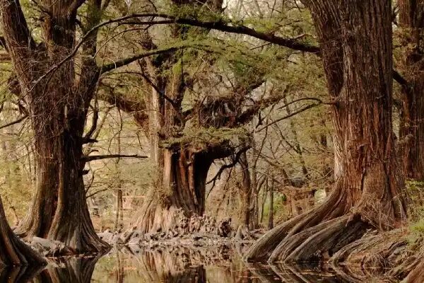 DESCUBRE EL PARAÍSO SECRETO DE GUANAJUATO – LAS MUSAS DESCUBRE EL PARAÍSO SECRETO DE GUANAJUATO – LAS MUSAS