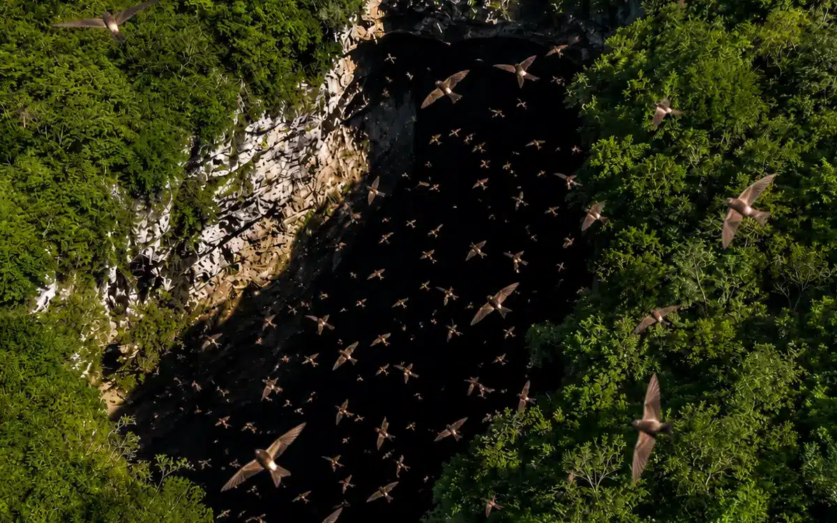 La imagen captura el momento en que numerosas aves cruzan sobre la entrada del sótano, contrastando con la oscuridad del fondo.