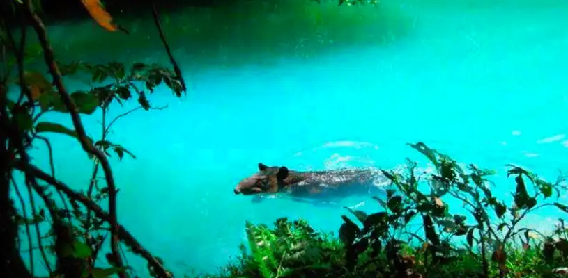 «Fauna» rio celste
