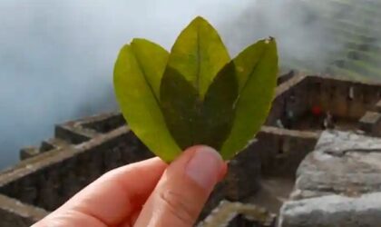 La Coca, La sagrada hoja de los Incas