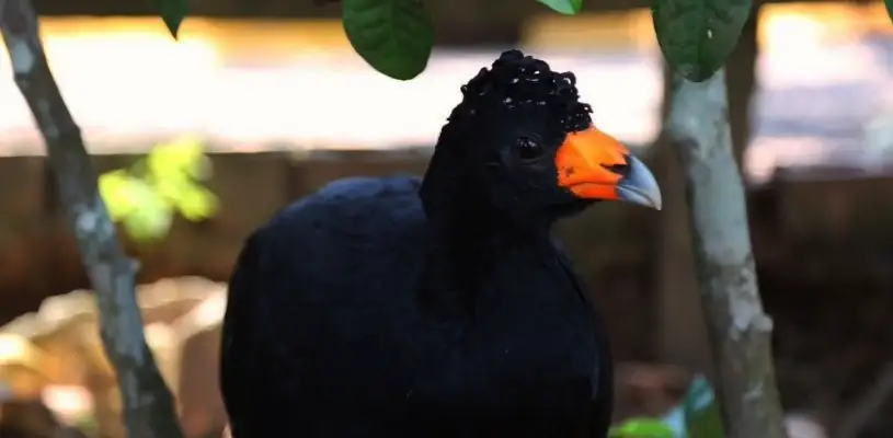 aves guaviare