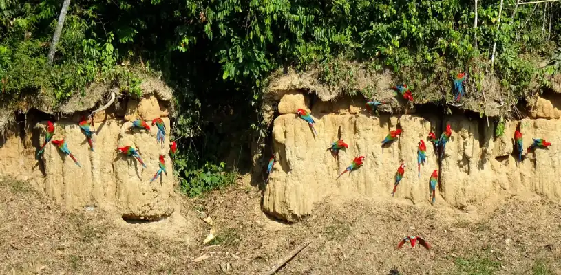 Parque nacional del manu - waman adventuers
