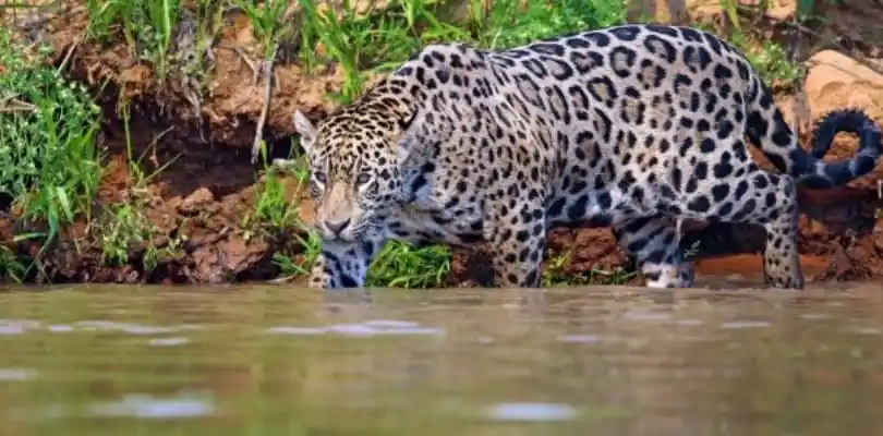 Jaguar silvestre observado durante una experiencia de naturaleza en el Pantanal de Brasil