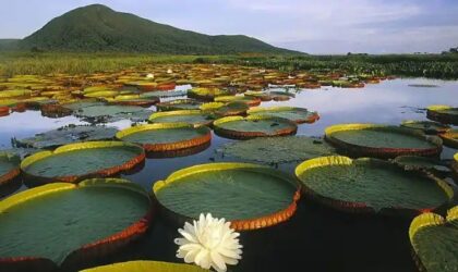 Pantanal Brasil: qué es y por qué este gran humedal es único Pantanal Brasil: qué es y por qué este gran humedal es único