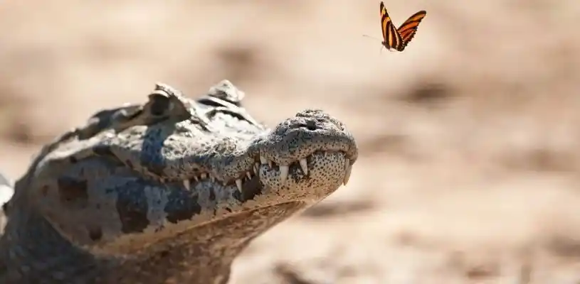 Animales silvestres del Pantanal entre humedales y vegetación de Mato Grosso en Brasil