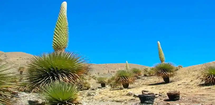 puya raymondi pampas galeras waman adventures