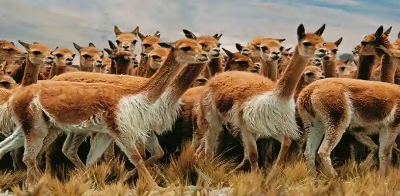 reserva nacional pampas galeras waman adventures