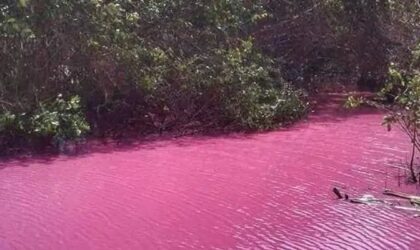 RIO ROSADO DE SAN JUAN DE URABÁ, UN ESPECTÁCULO DE LA NATURALEZA COLOMBIANA RIO ROSADO DE SAN JUAN DE URABÁ, UN ESPECTÁCULO DE LA NATURALEZA COLOMBIANA