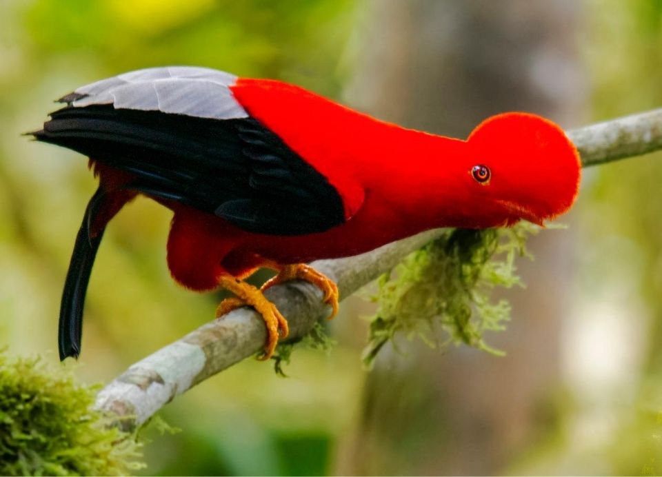 Gallito de las Rocas, El Ave Nacional de Perú