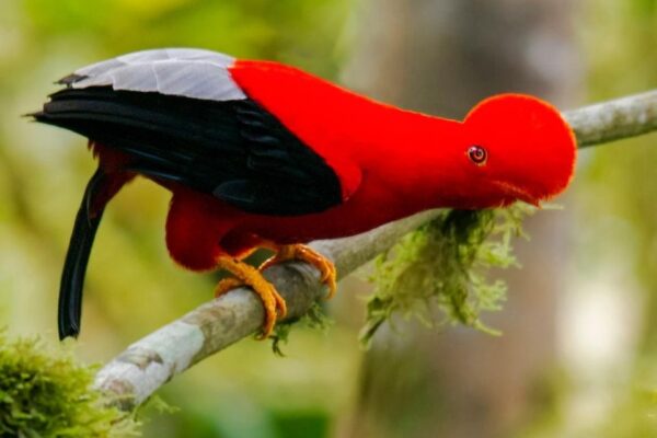 Gallito de las Rocas, El Ave Nacional de Perú