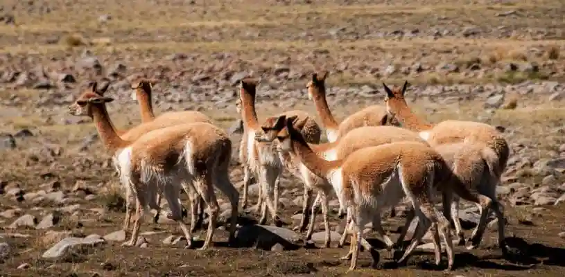 pampas galeras 1