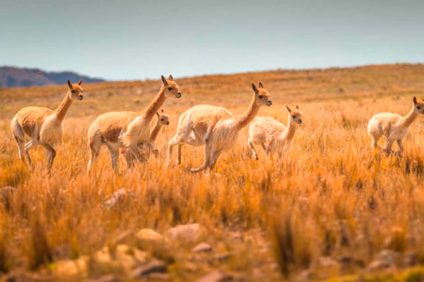 RESERVA NACIONAL PAMPA GALERAS-BÁRBARA D’ACHILLE