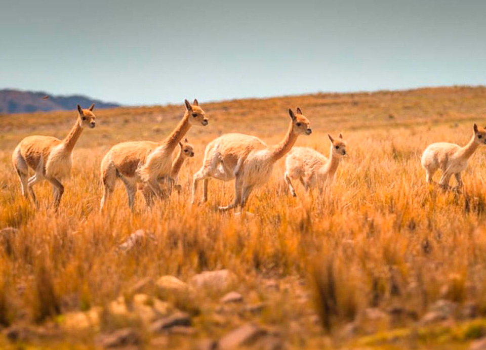 RESERVA NACIONAL PAMPA GALERAS-BÁRBARA D’ACHILLE RESERVA NACIONAL PAMPA GALERAS-BÁRBARA D’ACHILLE