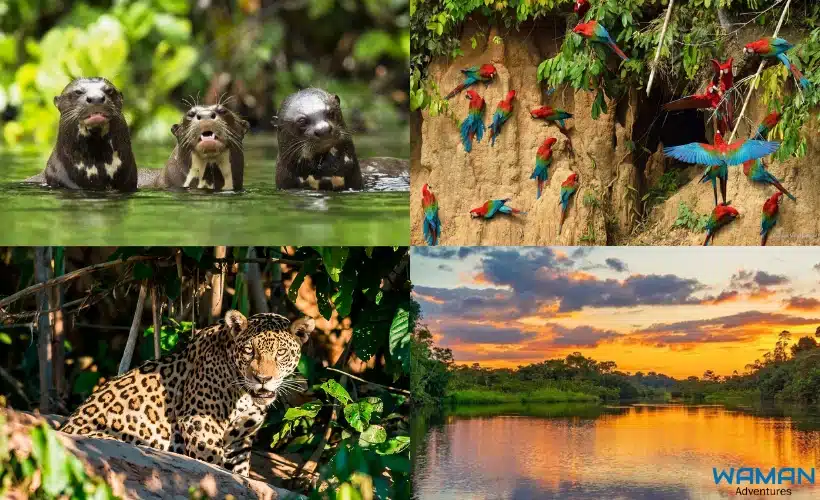 Wildlife collage from Manu National Park showing giant otters, macaws at a clay lick, a jaguar, and an Amazon river sunset