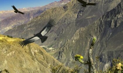 EL VALLE DEL COLCA – REINO DEL CÓNDOR ANDINO EL VALLE DEL COLCA – REINO DEL CÓNDOR ANDINO