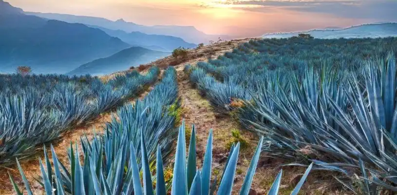 Campo de agave azul en México usado para producir tequila